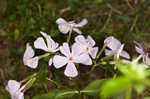 Alabama phlox